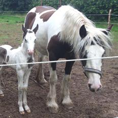 Tinker Thinggaard's Alijah