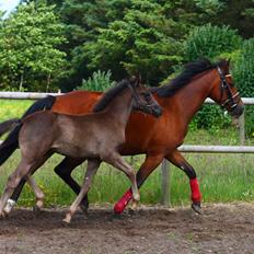 New Forest Calandias Blackjack