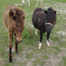 Anden særlig race Uniq Langesøe "Solgt"