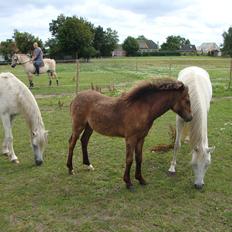 Anden særlig race Uniq Langesøe "Solgt"