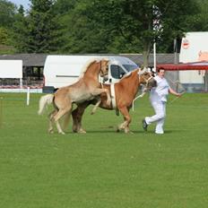 Haflinger alf lindegaard
