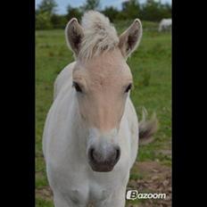 Fjordhest Åmosegaards Fanta