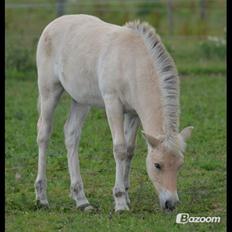 Fjordhest Åmosegaards Fanta