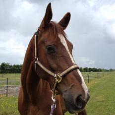 Hollandsk Varmblod Vincent B (Posen)