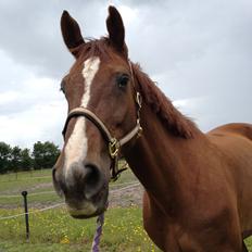 Hollandsk Varmblod Vincent B (Posen)