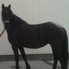 Anden særlig race Blacki