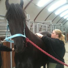 Anden særlig race Blacki