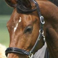 Dansk Varmblod Lipas Rocazino