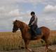 Anden særlig race ¤Havegaardens Tornado¤