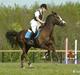 Hollandsk Sportspony Cyprana-B