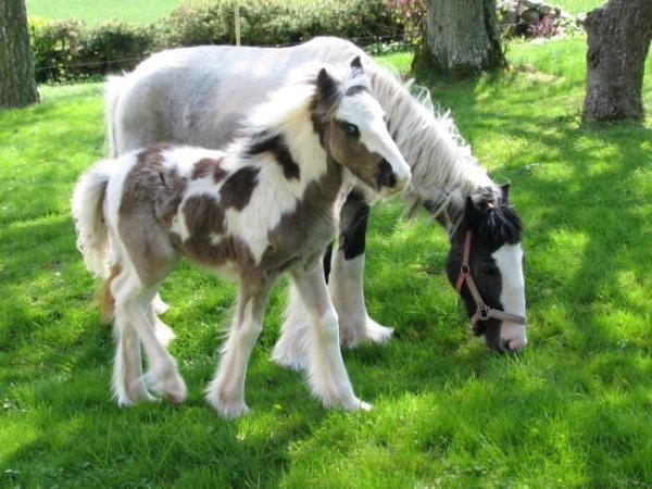 Irish Cob Siofra billede 11