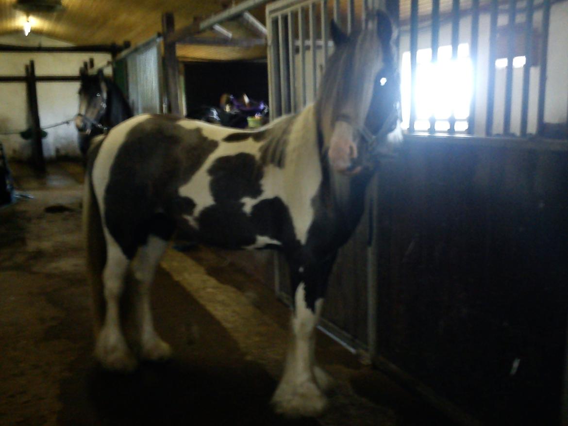 Irish Cob Siofra billede 6