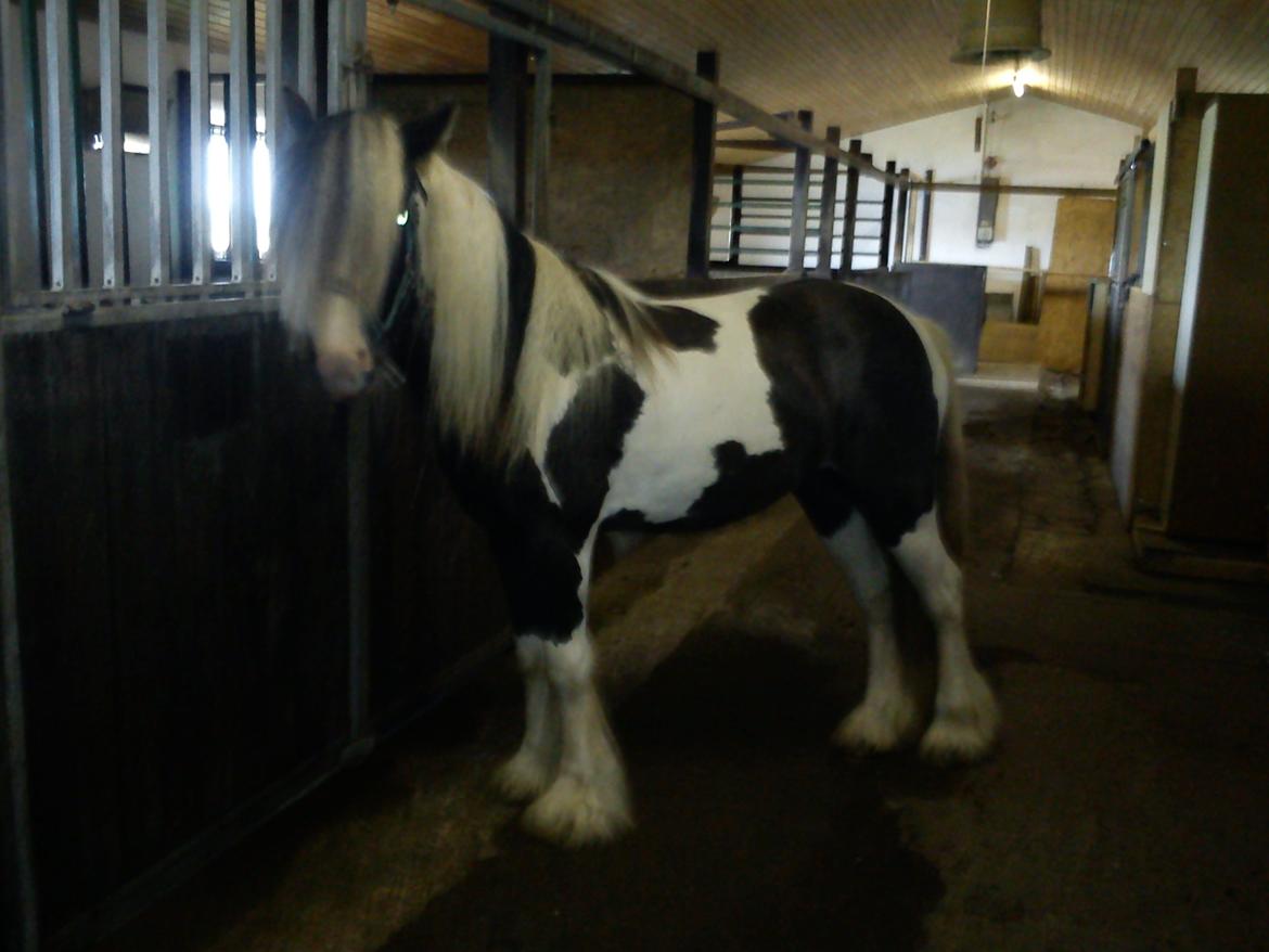 Irish Cob Siofra billede 5