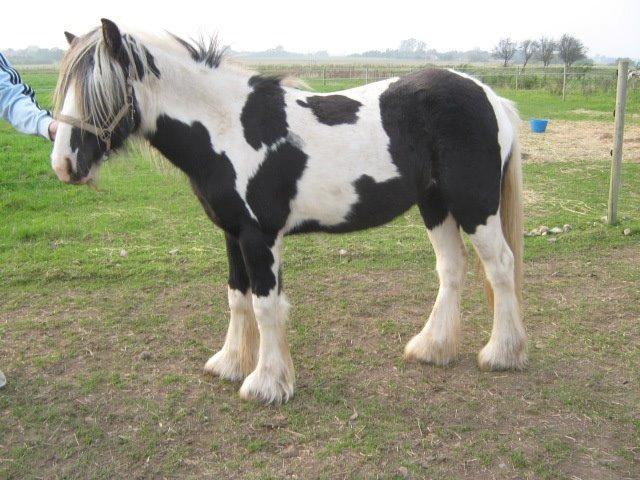 Irish Cob Siofra billede 9