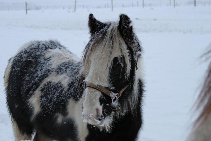 Irish Cob Siofra - Snevejret klær' hende helt sikkert;) billede 10