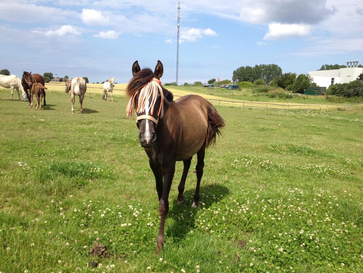 Pura Raza Española Autentica CEL - sommer 2012 billede 9
