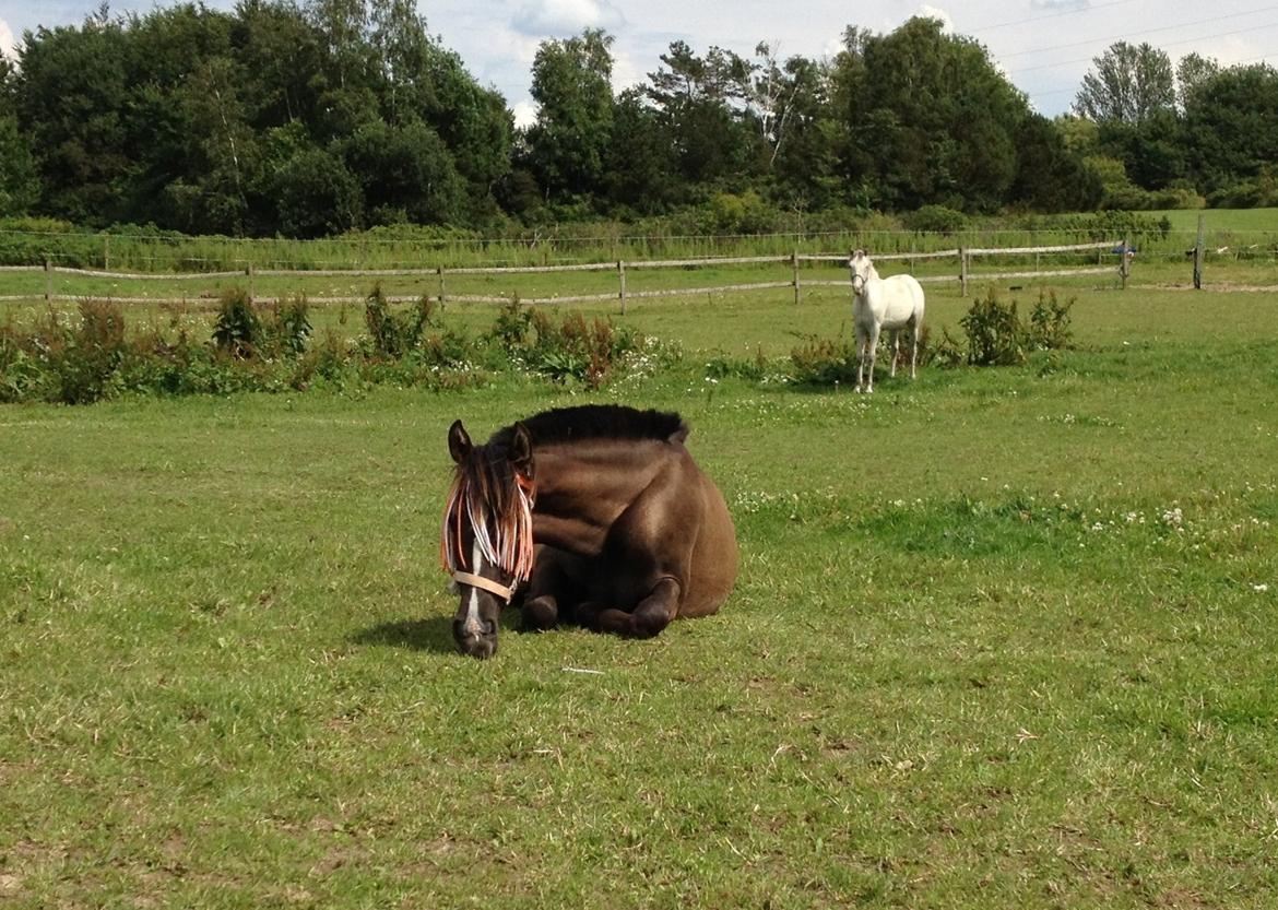 Pura Raza Española Autentica CEL - sommer 2012 billede 11