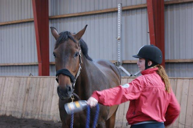 Dansk Varmblod Låise - BBH træningslejr 2012 - Klikkertræning. billede 15