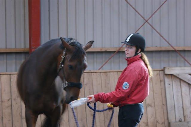 Dansk Varmblod Låise - BBH træningslejr 2012 - Klikkertræning. billede 16