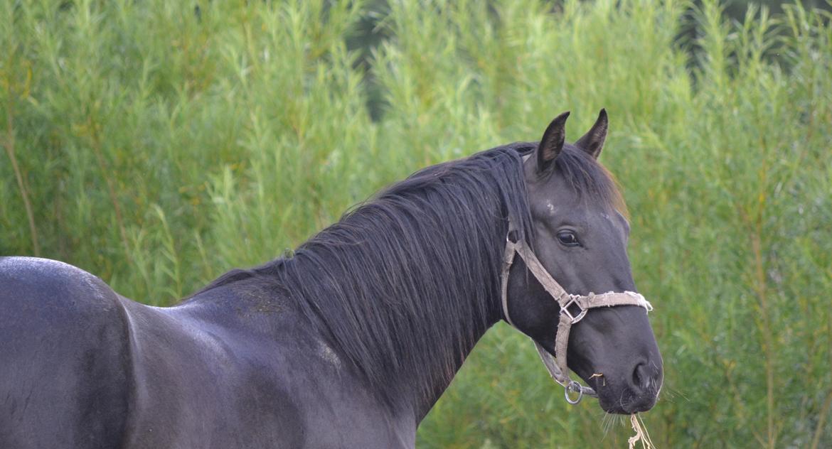 Oldenborg Brendstensgårds Charmør - Charmør har taget lidt på og er blevet mere hingst at se på :) den 12 juli 2012 billede 5