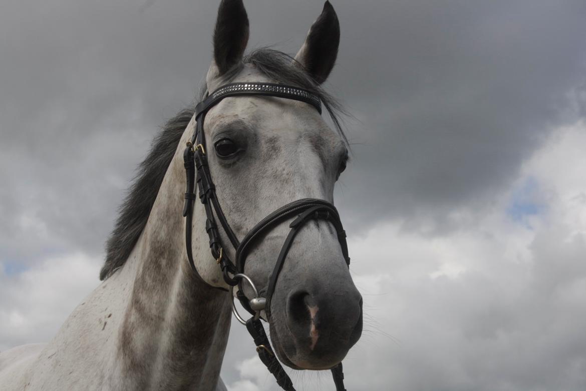 Anden særlig race Mr. Blue Sky ***Gunnar*** billede 13