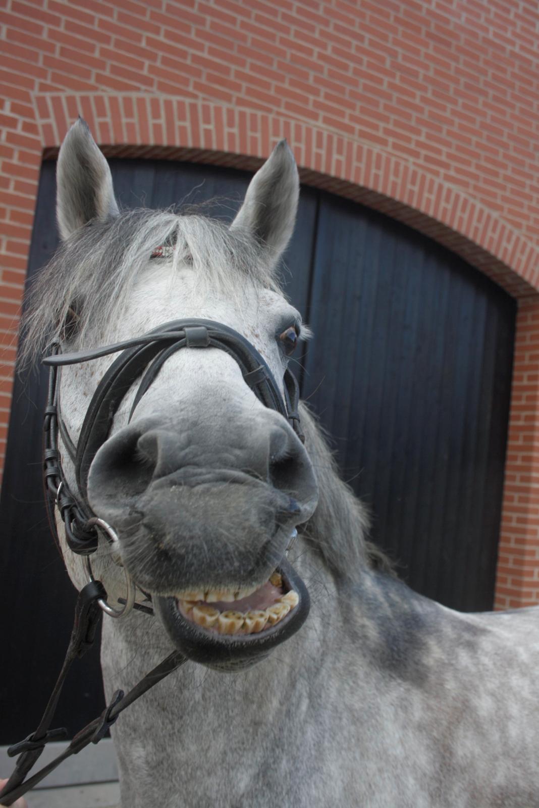 Anden særlig race Avangardas***Tykke*** billede 9