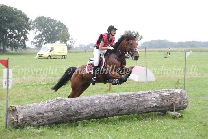 Anden særlig race Michelangelo - CNCP80 billede 12