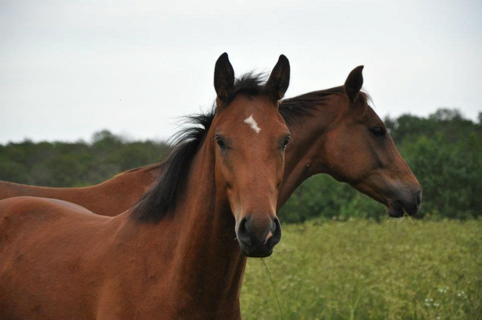 Tysk Oldenburger Just in time billede 7