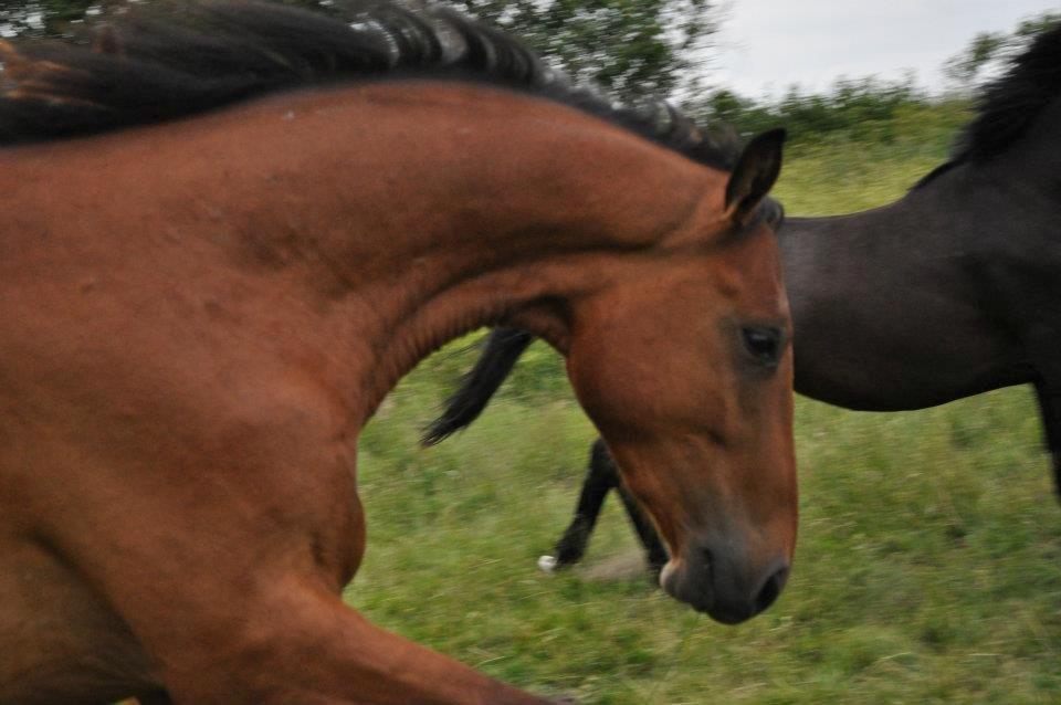 Tysk Oldenburger Just in time billede 8