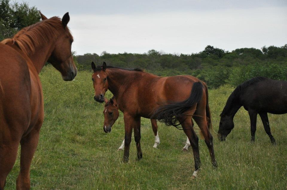 Tysk Oldenburger Just in time billede 9