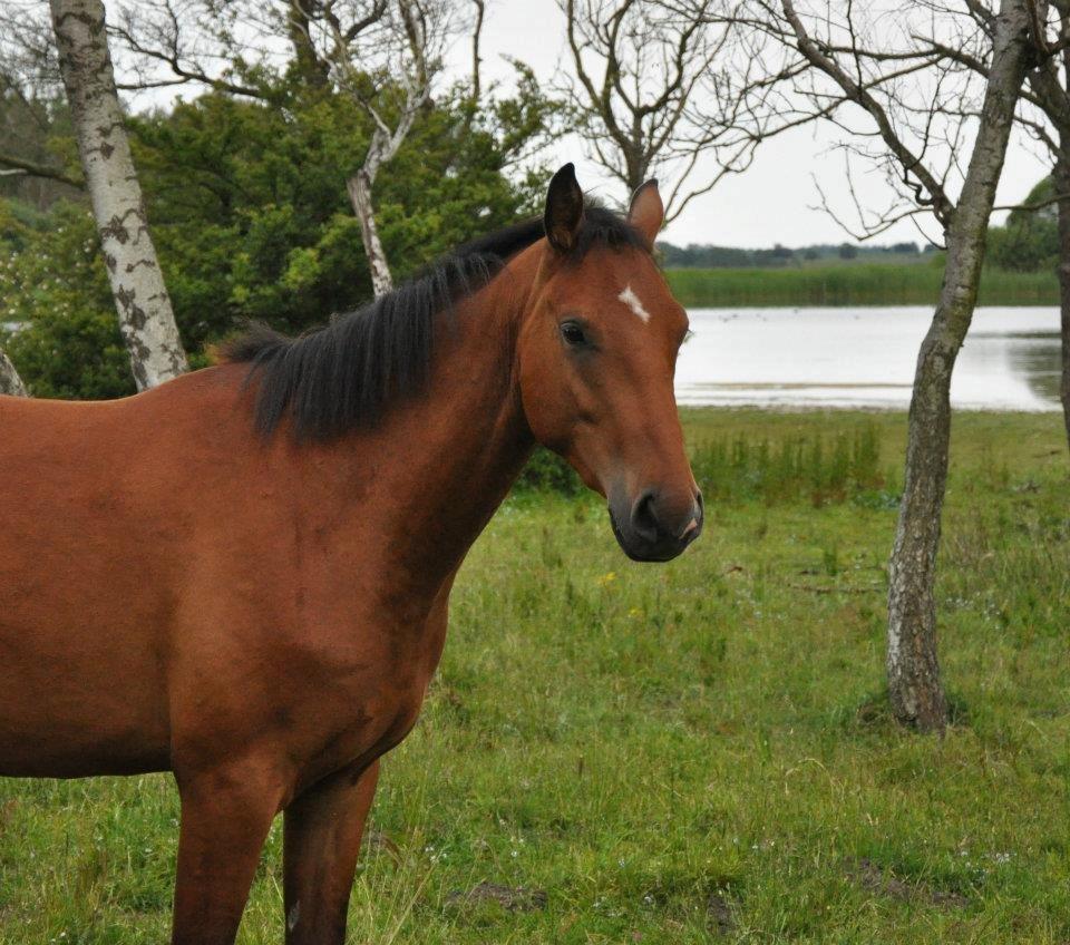 Tysk Oldenburger Just in time billede 10