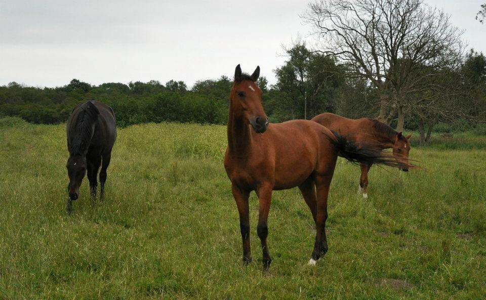 Tysk Oldenburger Just in time billede 11