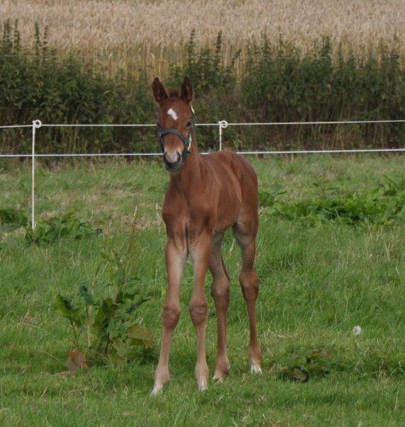 Tysk Oldenburger Just in time billede 12
