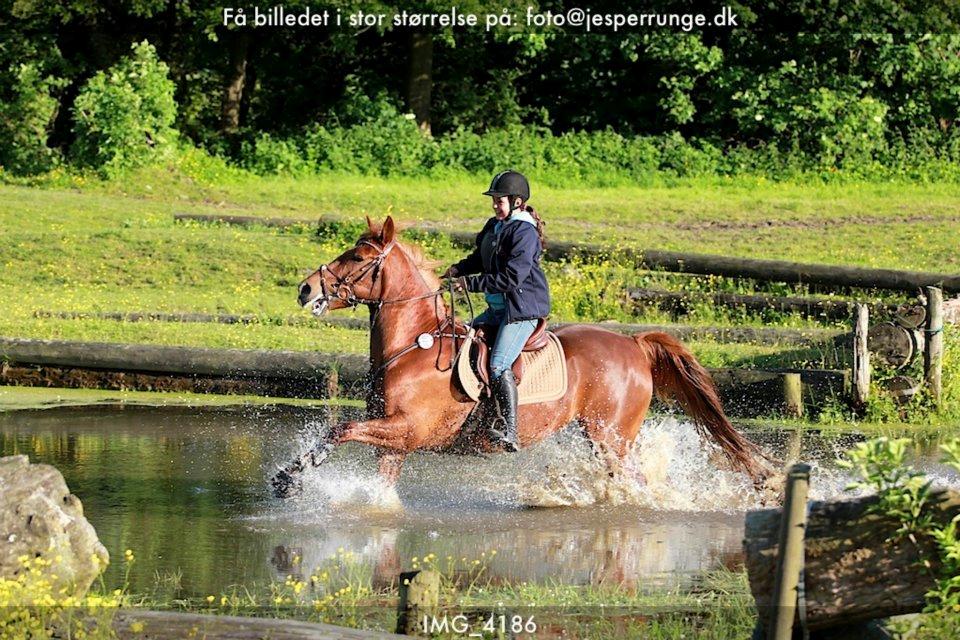 Irsk Sportspony Fairytale <3 billede 10