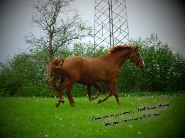 Anden særlig race Tequila Sunrise - †R.I.P† billede 20