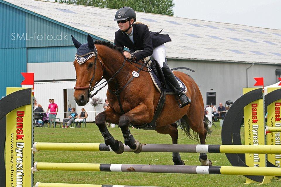 Hollandsk Varmblod Troy-T RIP D. 10/6-2013 - LA Kongeå Juli 2012. 
Elsker dig min stjerne billede 2