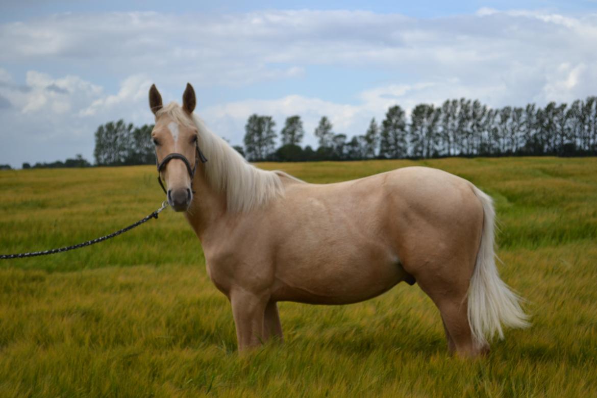 Palomino kvolsbæks westlife wonder billede 6