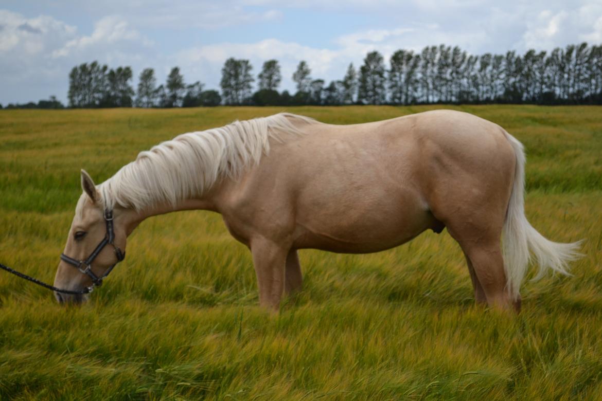 Palomino kvolsbæks westlife wonder billede 9