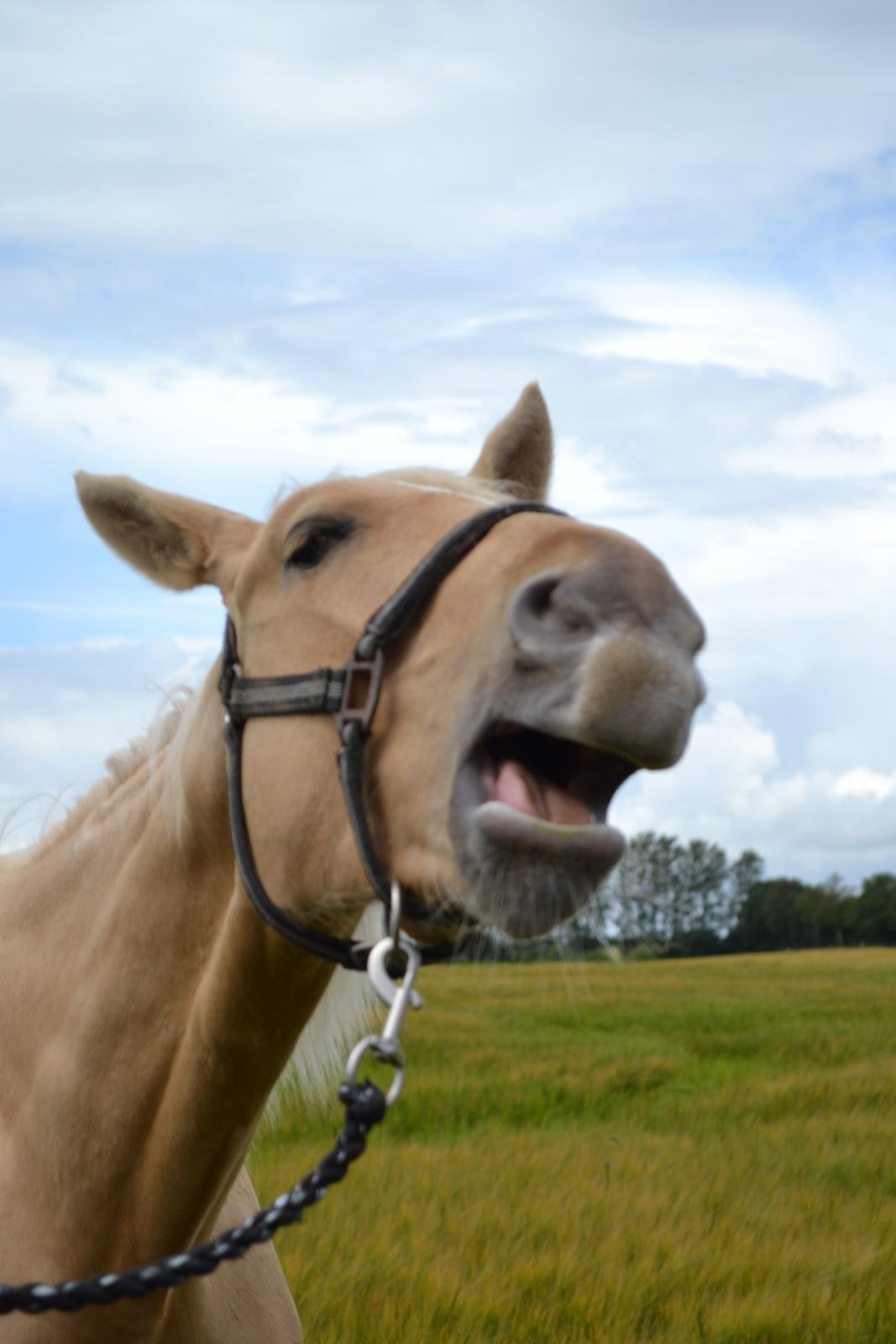 Palomino kvolsbæks westlife wonder billede 10