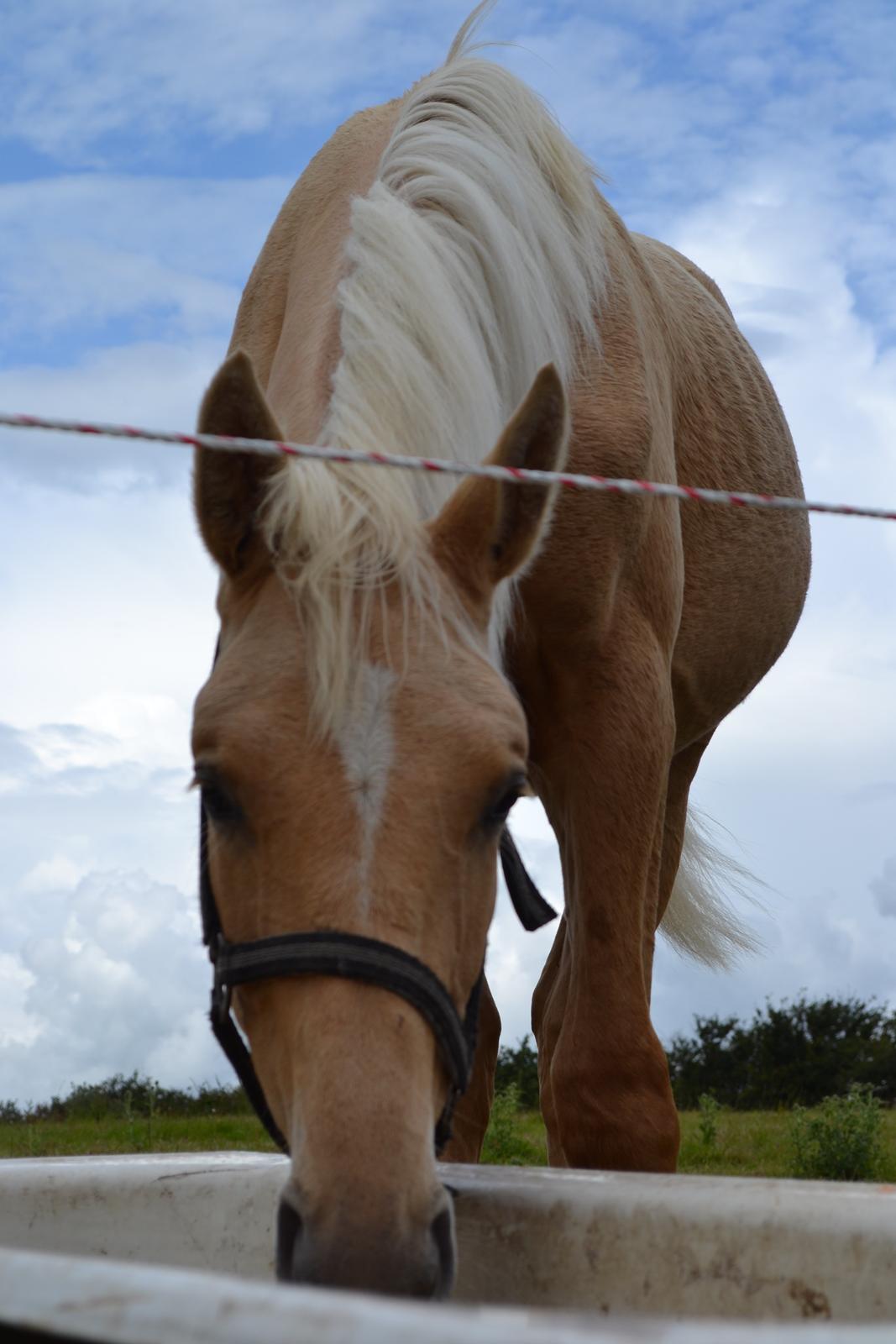 Palomino kvolsbæks westlife wonder billede 11