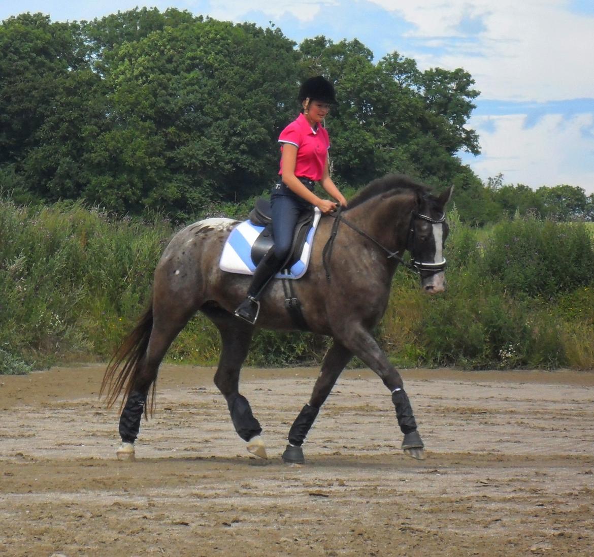 Knabstrupper Havens Bellis - Træning d.16/7-12 billede 5