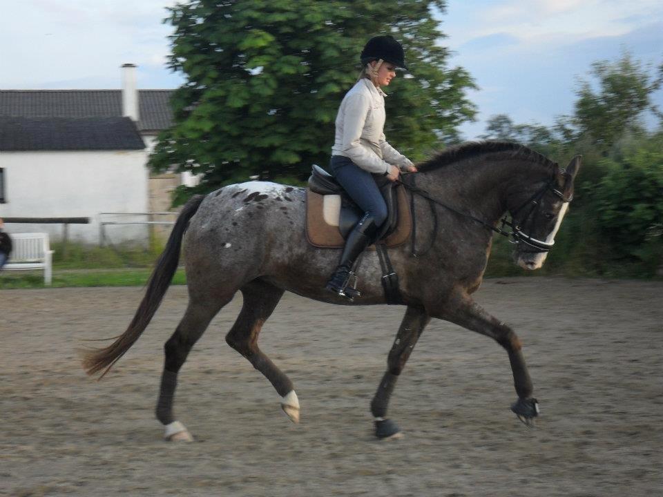 Knabstrupper Havens Bellis - Træning d. 11/7-12 billede 4