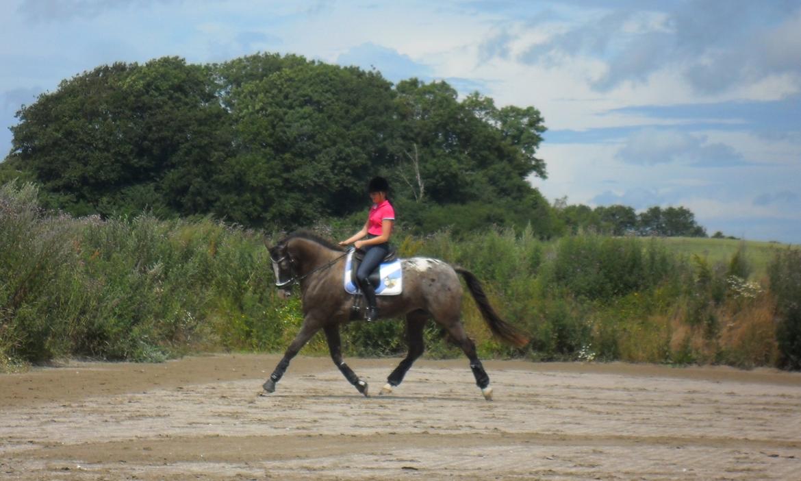 Knabstrupper Havens Bellis - Træning d. 16/7-12 billede 7