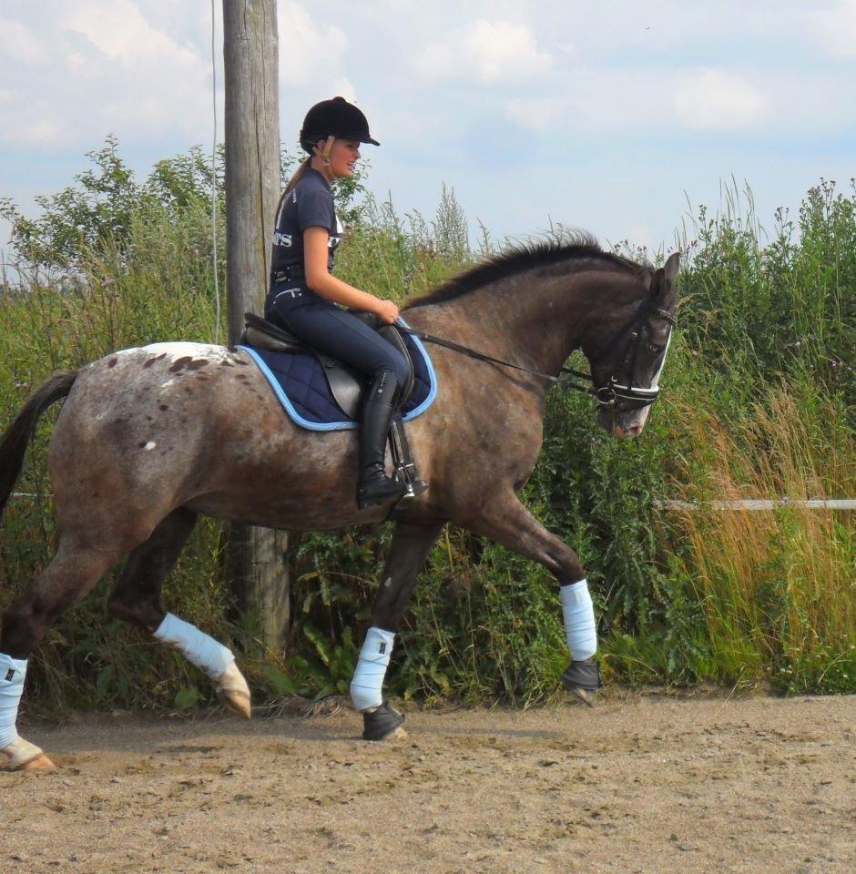 Knabstrupper Havens Bellis - Træning d. 20/7-12 billede 10