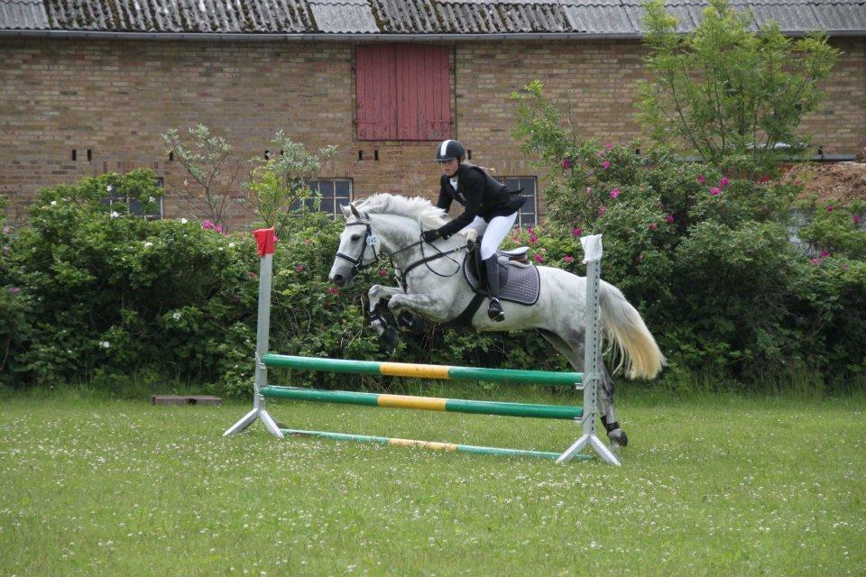 Connemara Thamdrup's Real Joy (solgt) billede 5