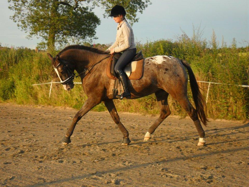 Knabstrupper Havens Bellis - Træning d. 11/7-12 billede 13