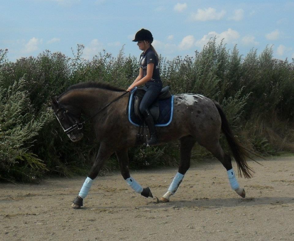 Knabstrupper Havens Bellis - Træning d. 20/7-12 billede 15