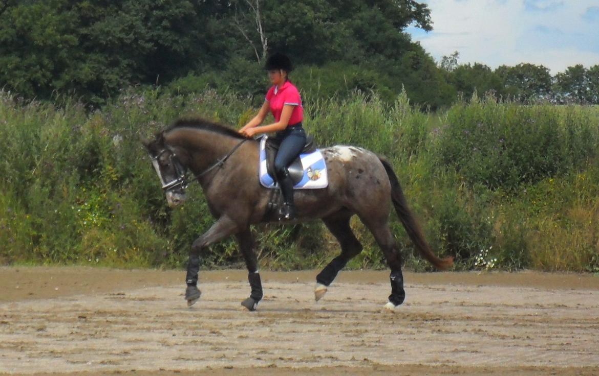 Knabstrupper Havens Bellis - Træning d. 16/7-12 billede 16