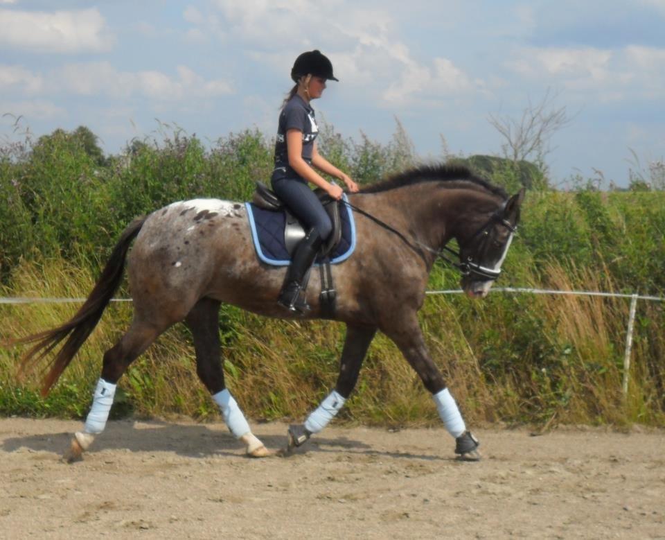 Knabstrupper Havens Bellis - Træning d. 20/7-12 billede 17