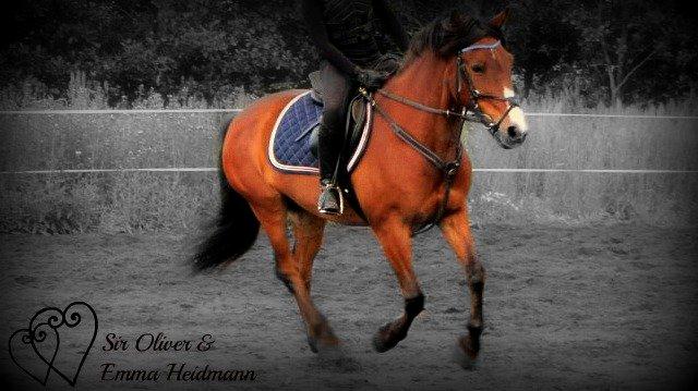 DSP Sir Oliver - Oliver, du vil altid have den største plads i mit hjerte <3.  billede 20